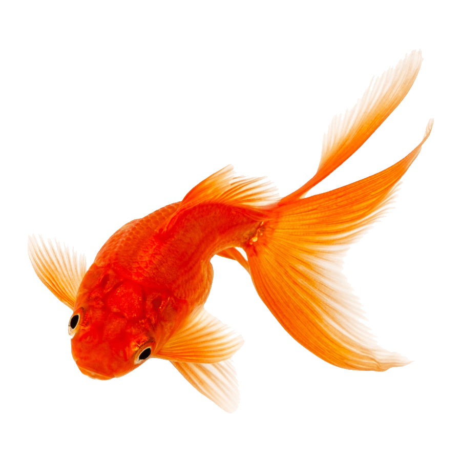 gold-fish-png-clipart-png-see-through-background.png